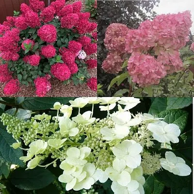 Комплект САД ЭМОЦИЙ в Домодедове