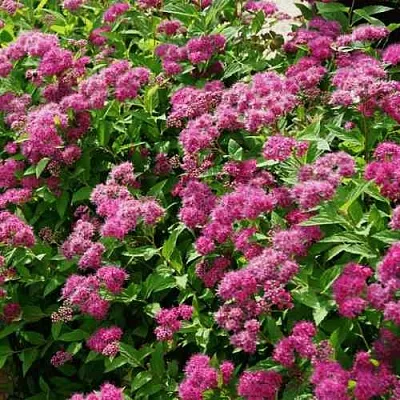 Спирея КРИСПА японская  Спирея КРИСПА японская в Домодедове