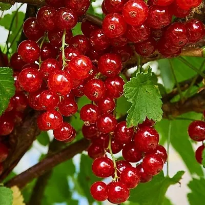 Смородина красная НАТАЛИ в Домодедове