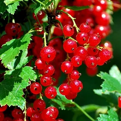 Смородина красная НЕНАГЛЯДНАЯ в Домодедове