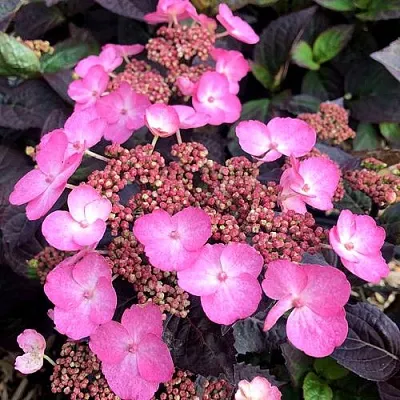 Гортензия ДАРЕДЕВИЛ пильчатая в Домодедове