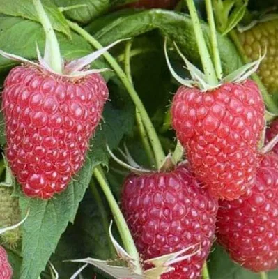 Малина ЕВРАЗИЯ  Малина ЕВРАЗИЯ в Домодедове