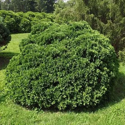 Туя УМБРАКУЛИФЕРА западная в Домодедове