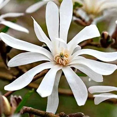 Магнолия СТЕЛЛАТА  Магнолия СТЕЛЛАТА в Домодедове