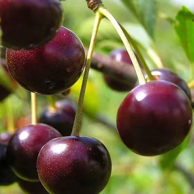 Вишня ЛИВЕНСКАЯ в Домодедове