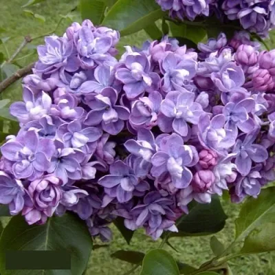 Сирень АМИ ШОТТ  Сирень АМИ ШОТТ в Домодедове