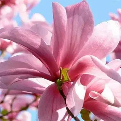 Магнолия ГАЛАКСИ  Магнолия ГАЛАКСИ в Домодедове