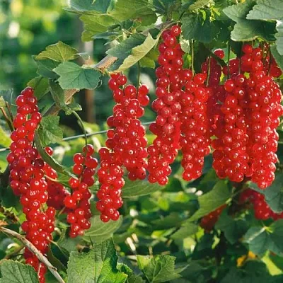 Смородина красная РУДНЕУС в Домодедове