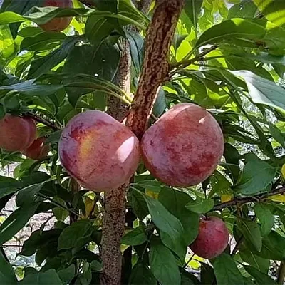 Плуот ГЕО ПРАЙД  Плуот ГЕО ПРАЙД в Домодедове