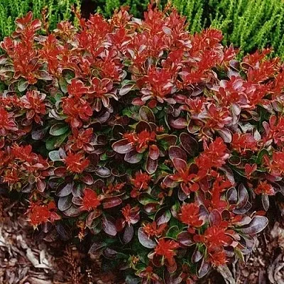 Барбарис КАРМЕН тунберга  Барбарис КАРМЕН тунберга в Домодедове