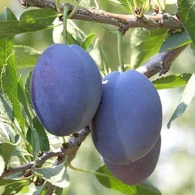 Слива СТЭНЛИ  Слива СТЭНЛИ в Домодедове