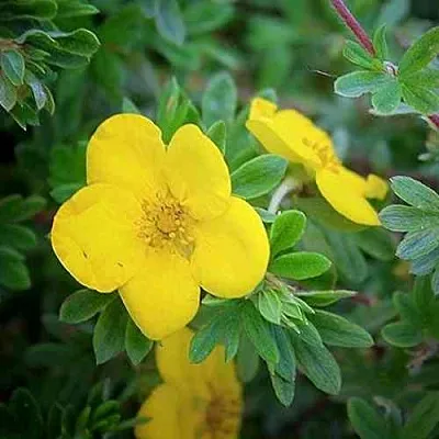 Лапчатка ГОЛДСТАР кустарниковая  Лапчатка ГОЛДСТАР кустарниковая в Домодедове