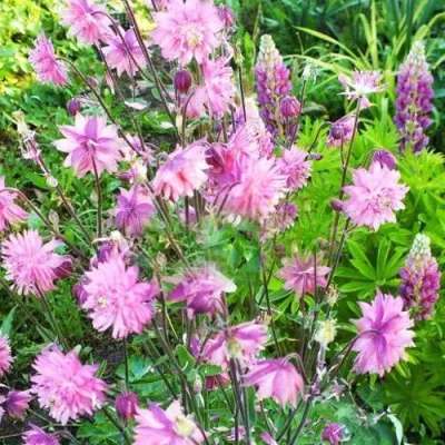 Аквилегия БАРЛОУ ПИНК гибрид МакКаны — описание сорта Аквилегия БАРЛОУ ПИНК гибрид МакКаны в Домодедове