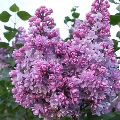 Сирень КОЛХОЗНИЦА  Сирень КОЛХОЗНИЦА в Домодедове