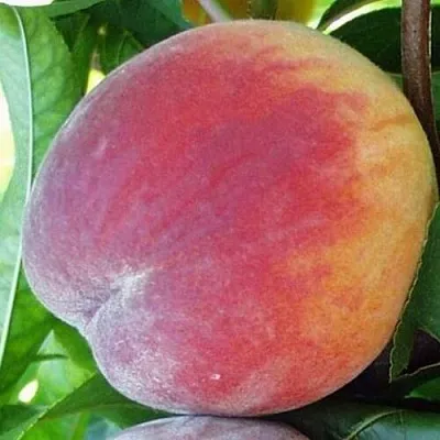 Персик ТОП СВИТ  Персик ТОП СВИТ в Домодедове