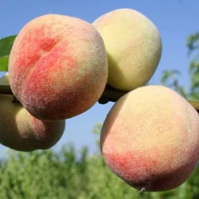 Персик ДОНЕЦКИЙ БЕЛЫЙ  Персик ДОНЕЦКИЙ БЕЛЫЙ в Домодедове