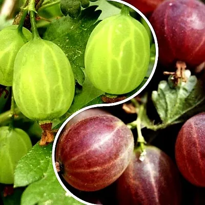 Комплект СКАЗКА в Домодедове