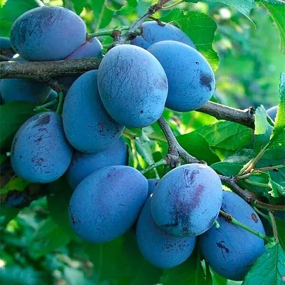 Синяя   Синяя  в Домодедове