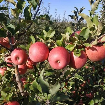 Яблоня ЧЕМПИОН РЕНО  Яблоня ЧЕМПИОН РЕНО в Домодедове