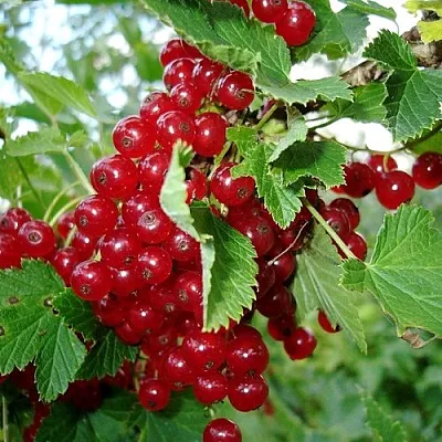 Смородина красная ГОЛЛАНДСКАЯ КРАСНАЯ в Домодедове