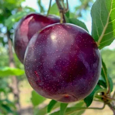 Слива АНЖЕЛИНО  Слива АНЖЕЛИНО в Домодедове