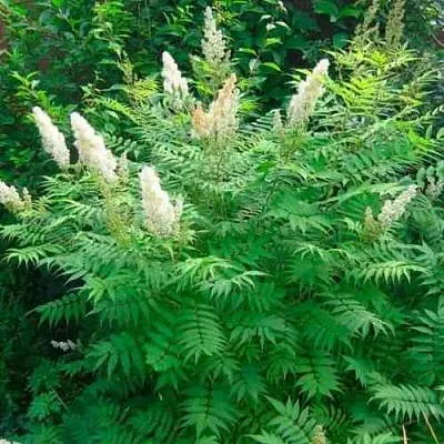 Рябинник рябинолистный СЭМ в Домодедове