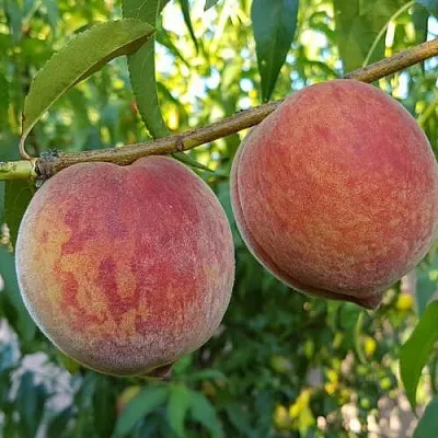 Персик КОНДОР  Персик КОНДОР в Домодедове