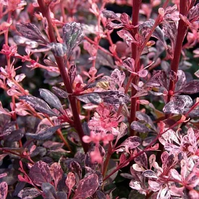 Барбарис АРЛЕКИН тунберга  Барбарис АРЛЕКИН тунберга в Домодедове