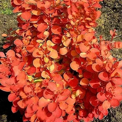 Барбарис ОРАНЖ ФАЙЕР тунберга  Барбарис ОРАНЖ ФАЙЕР тунберга в Домодедове