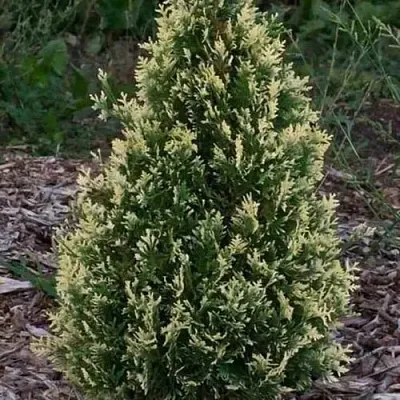 Туя БРАБАНТ ВАРИЕГАТТА западная в Домодедове