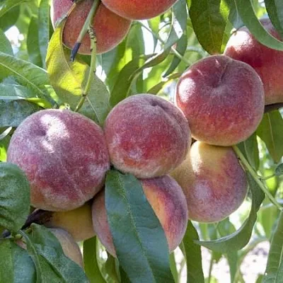 Персик ЗАРМЕНЮ  Персик ЗАРМЕНЮ в Домодедове