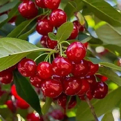 Вишня ГИРЛЯНДА в Домодедове