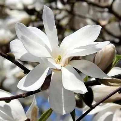 Магнолия ЛЕБНЕРА МЕРРИЛЛ  Магнолия ЛЕБНЕРА МЕРРИЛЛ в Домодедове