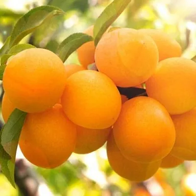 Слива МАРА  Слива МАРА в Домодедове