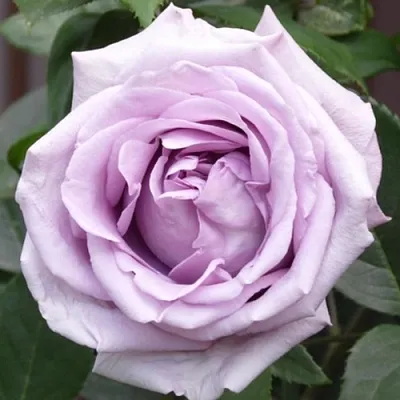 Саженцы роз ИНДИГОЛЕТТА плетистая  Саженцы роз ИНДИГОЛЕТТА плетистая в Домодедове