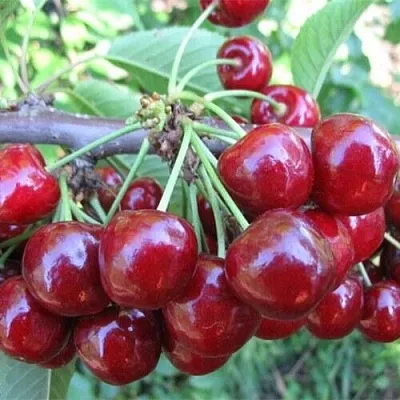 Вишня ДЕСЕРТНАЯ МОРОЗОВОЙ в Домодедове