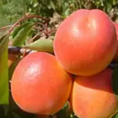 Абрикос NJA-19 — описание сорта Абрикос NJA-19 в Домодедове