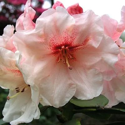 Рододендрон ХАНЯ	 в Домодедове