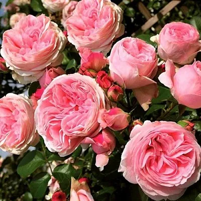 Саженцы роз ДЖАРДИНА плетистая  Саженцы роз ДЖАРДИНА плетистая в Домодедове