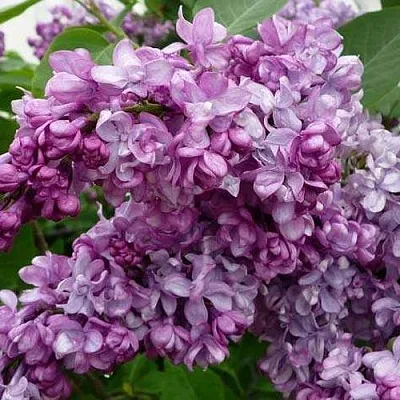 Сирень ГЕНЕРАЛ ПЕРШИНГ  Сирень ГЕНЕРАЛ ПЕРШИНГ в Домодедове