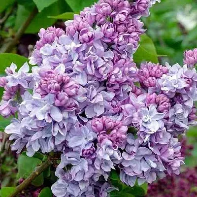 Сирень КАТЕРИНА ХАВЕМЕЙЕР  Сирень КАТЕРИНА ХАВЕМЕЙЕР в Домодедове