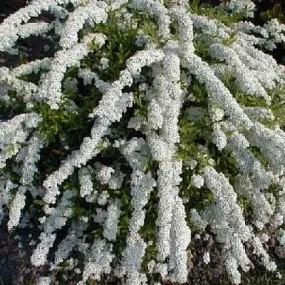 Спирея АРГУТА  Спирея АРГУТА в Домодедове