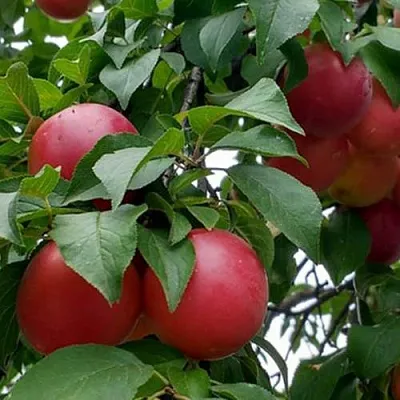 Плумкот БИРИКОККОЛО ГИГАНТЕ ДИ БУДРИО  Плумкот БИРИКОККОЛО ГИГАНТЕ ДИ БУДРИО в Домодедове