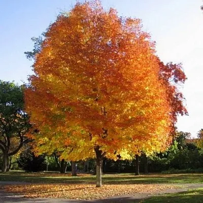 Клен серебристый  Клен серебристый в Домодедове