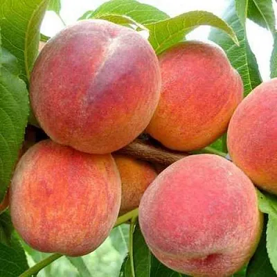 Персик ФЛЕМИНГ ФЬЮРИ  Персик ФЛЕМИНГ ФЬЮРИ в Домодедове