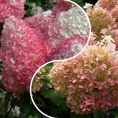 Комплект МАЛИНОВЫЙ ЗАКАТ в Домодедове