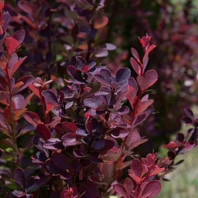 Барбарис ХЕЛМОНД ПИЛЛАР тунберга  Барбарис ХЕЛМОНД ПИЛЛАР тунберга в Домодедове