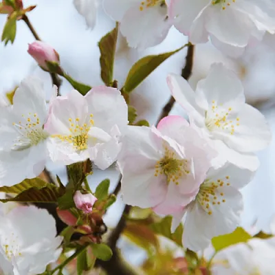 Вишня ОКАМЕ в Домодедове