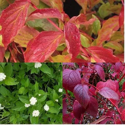 Комплект СЕВЕРНОЕ СИЯНИЕ в Домодедове