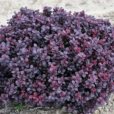 Барбарис КОНКОРД тунберга  Барбарис КОНКОРД тунберга в Домодедове